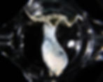 Thumbnail: Albino Makilla Gorilla