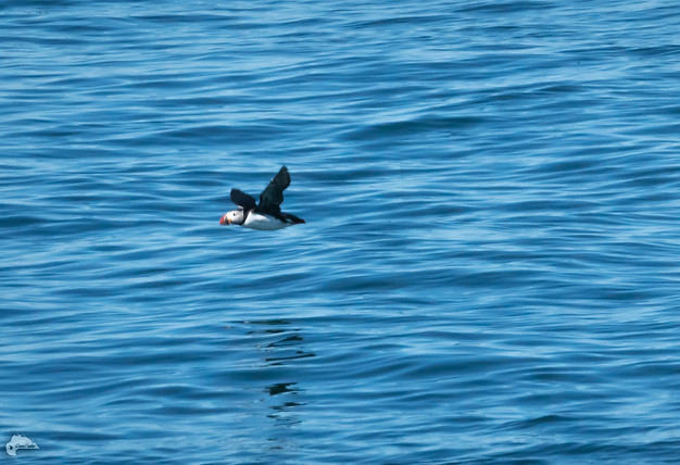 puffin1.jpg
