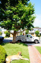 pest control, borers, beetles, soil treatment, mites, insects, fungus, disease, sick tree, consultations, arborist, root treatment, psyllid