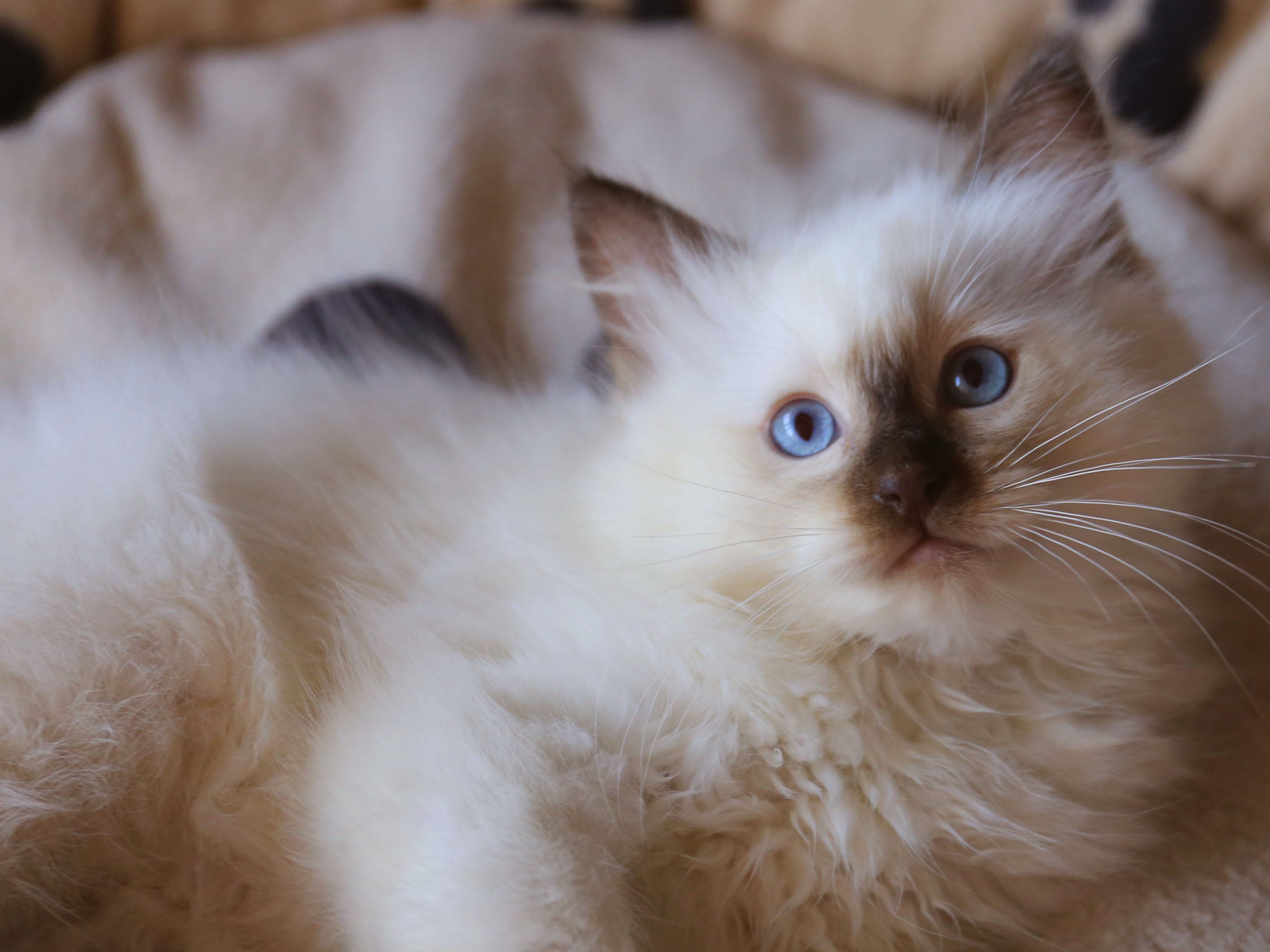 Ineffable Ragdolls Auckland