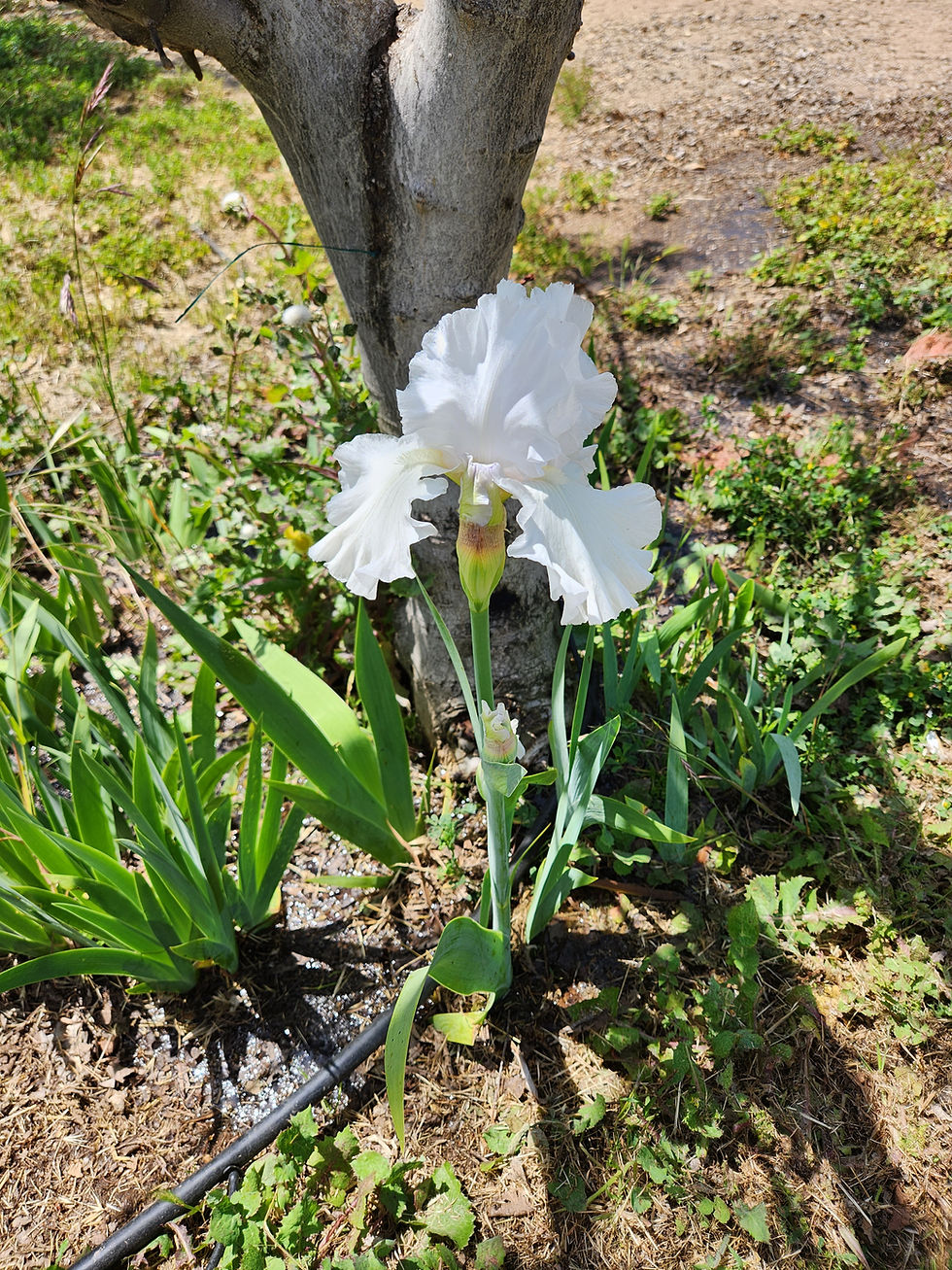 Thumbnail: Iris Bulbs
