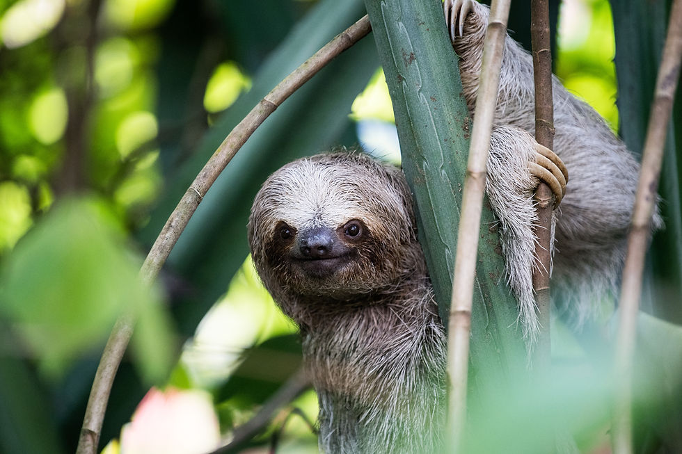 Sloth