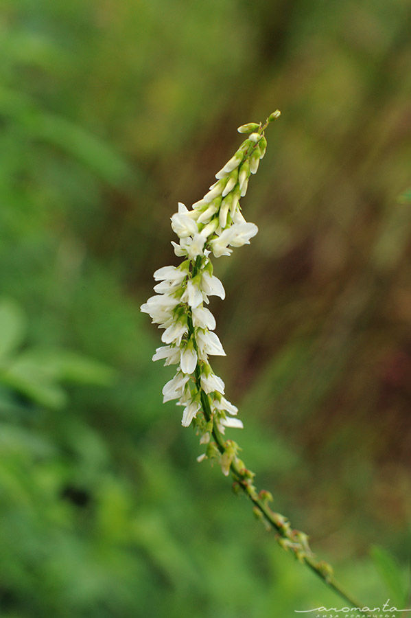 Трава Донник Фото Крупным Планом – Telegraph