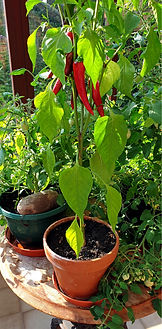 CLASS 4 SOME PLANTS LIKE IT HOT June K