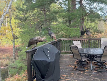 Wild turkeys at bird feeders.