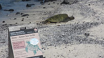 Honu: Kona Vacation Rental