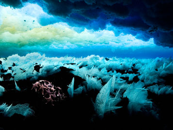 OCEANS 22: Day Three - At the Root and In the Current