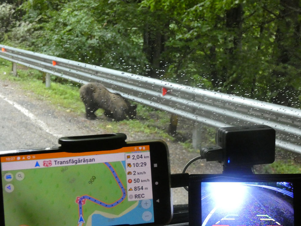 Braunbär an der Leitplanke am Transfăgărășan in Rumänien, fotografiert aus dem Wohnmobil