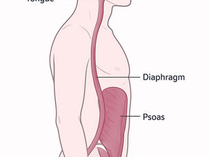 Deep Front Line - Jaw and Hip Connection