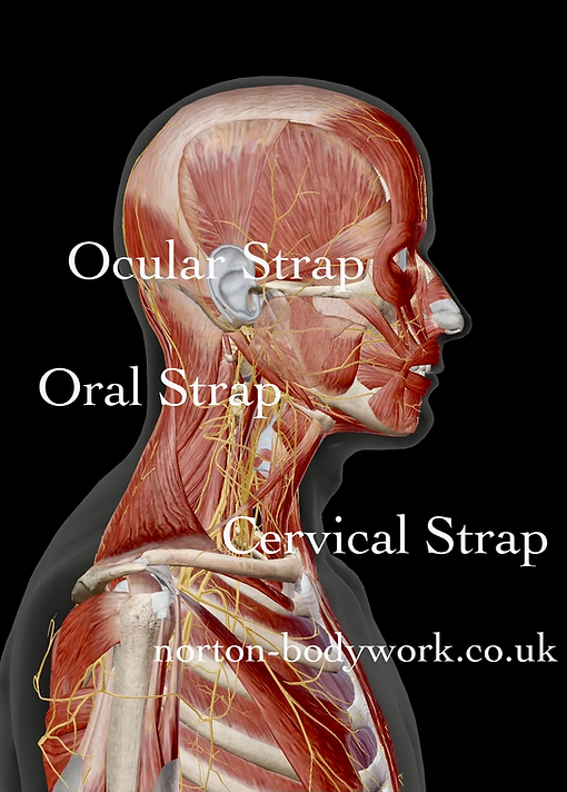 Side-view anatomy of head, neck and shoulder muscles with yellow nerves on black background, labeled Ocular, Oral, Cervical Strap.