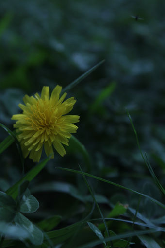 Flower Among The Grass 