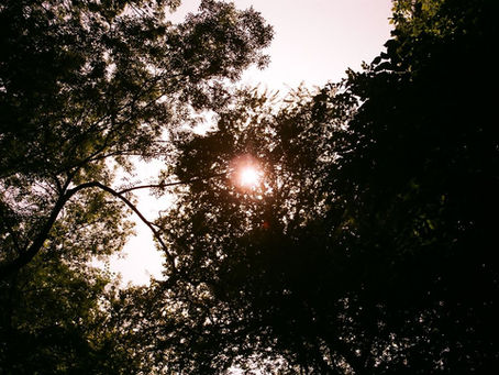 ümitsizlik çiçeği ya da sürecin yedinci öyküsü