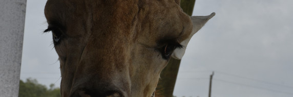 Girrafe 1.jpeg