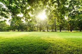 Why Spring Cleanup Helps Your Lawn Grow Better in Summer