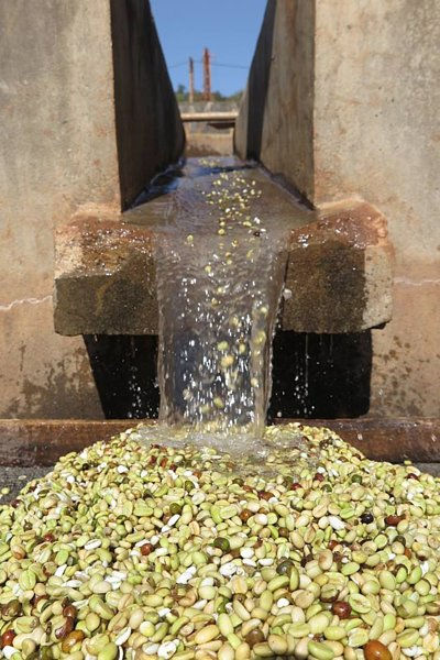 縮圖：Ethiopia Yirgacheﬀe GEDEB Banko Gotiti Washed G1 衣索比亞 耶加雪夫 蒂普村 果丁丁 G1 水洗 2025