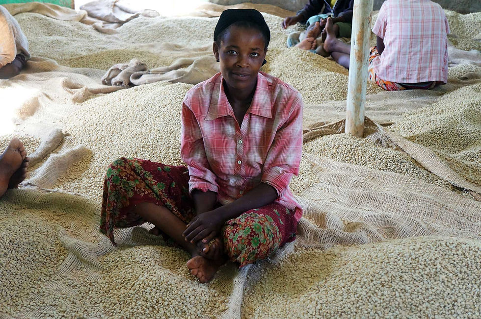 縮圖：Ethiopia Yirgacheﬀe GEDEB Banko Gotiti Washed G1 衣索比亞 耶加雪夫 蒂普村 果丁丁 G1 水洗 2025