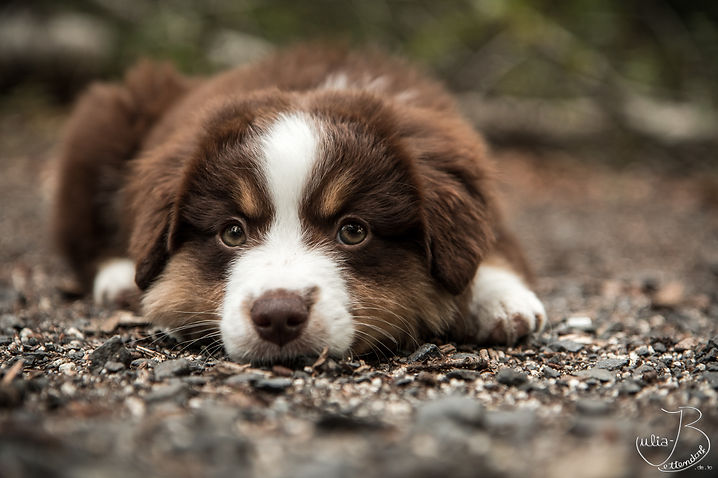 Hier geht's zu Malia's Geschwistern