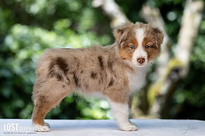 Lost River Dancing Under Red Skies