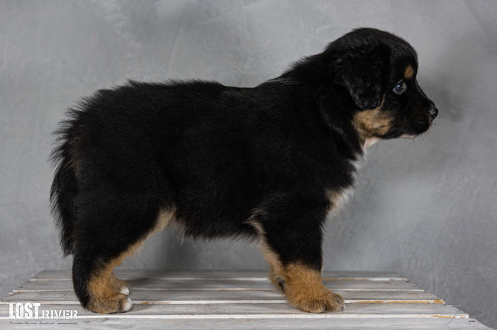 Lost River Große Pause "TJ"