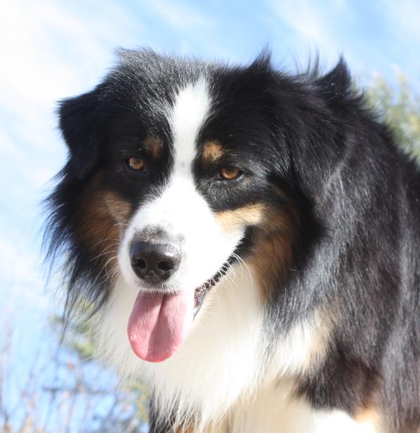 boldheart mini aussies