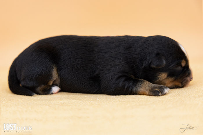 Lost River Hashtag Happiness "Maddox"