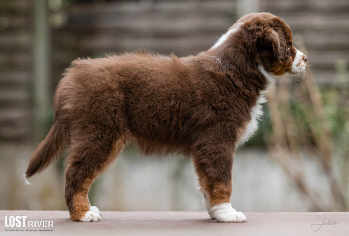 Lost River Face Everything 'N Rise