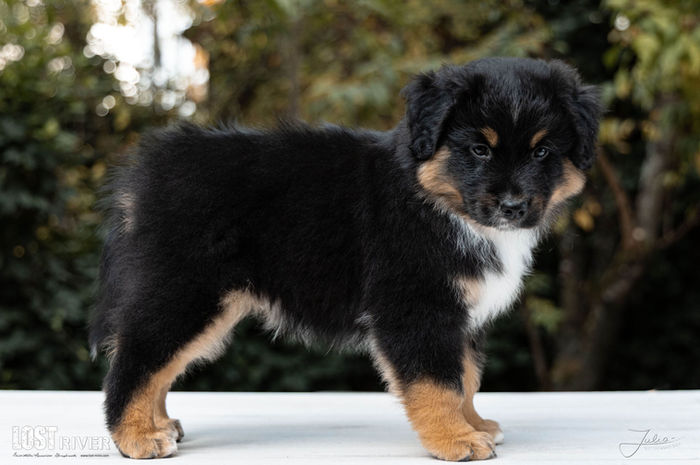 Lost River Große Pause "TJ"