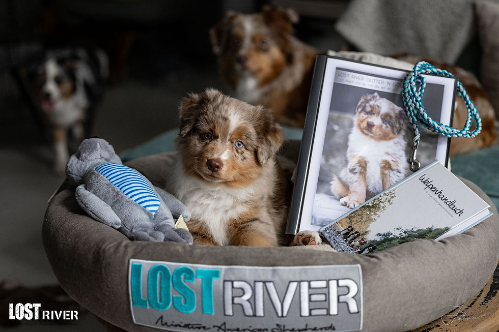 Gepacktes Körbchen zum Auszug