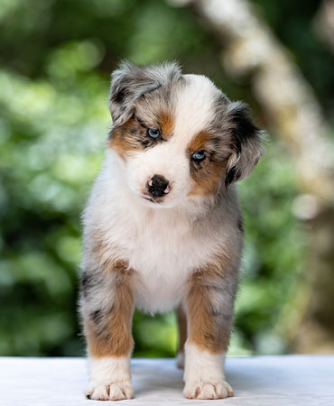 Lost River Drop in the Ocean