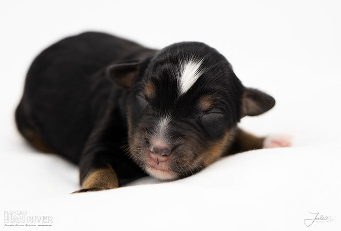 Lost River Hidden Treasure "Onyx"