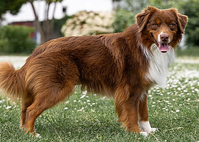 Serendipity's New Year's Radiance at Lost River.jpg