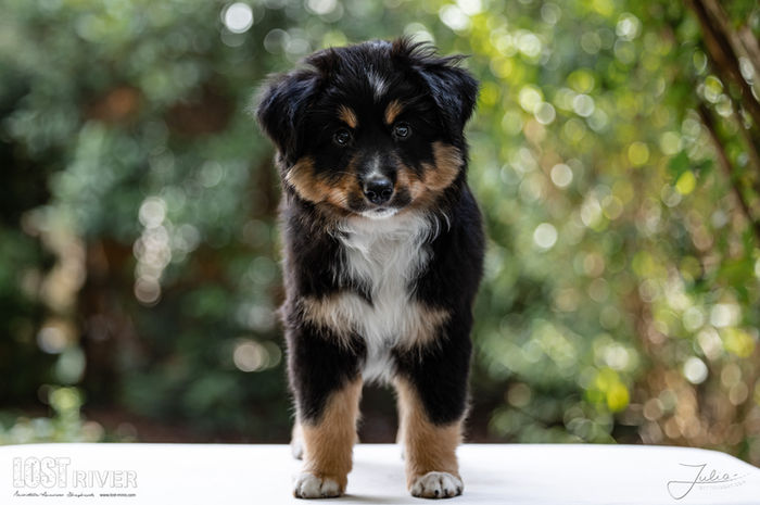 Lost River Ein kleiner Applaus