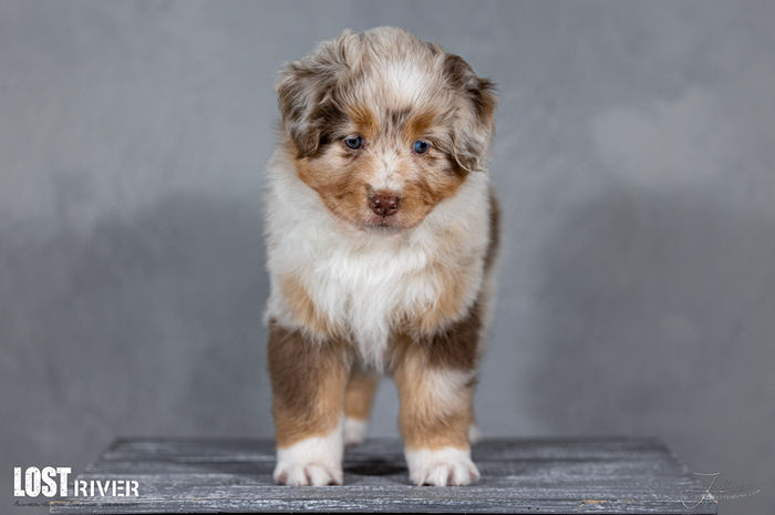 Lost River Evolution of Eevee