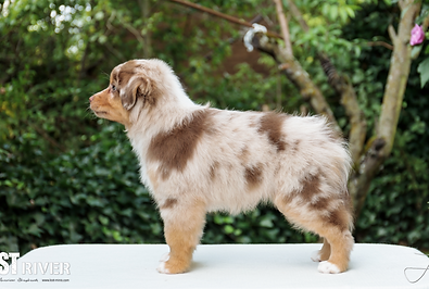 Lost River Bright 'N Beautiful Nia