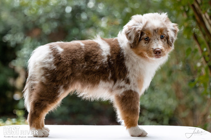 Lost River Evolution of Eevee