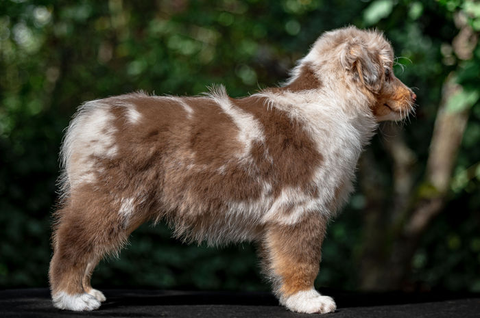 Lost River Evolution of Eevee