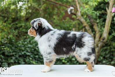 Lost River Bellamy Kom Spacekru