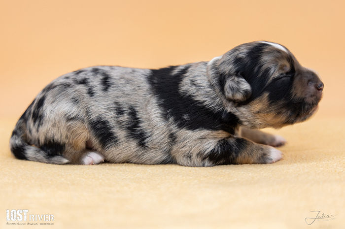 Lost River Hold'N Steady "Harrison"