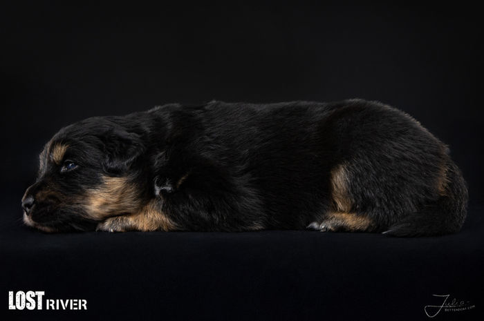 Lost River Große Pause "TJ"