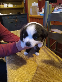 JoJo's Puppies