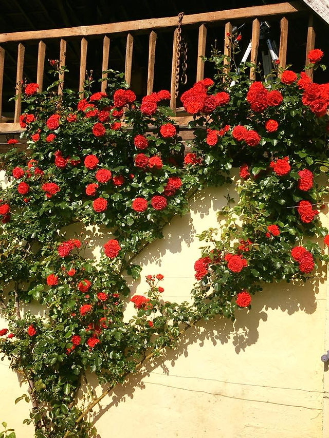 Roses