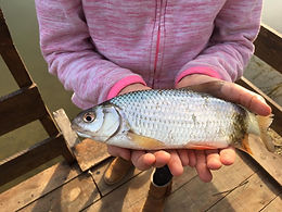 Fish caught at Marcadis Gite