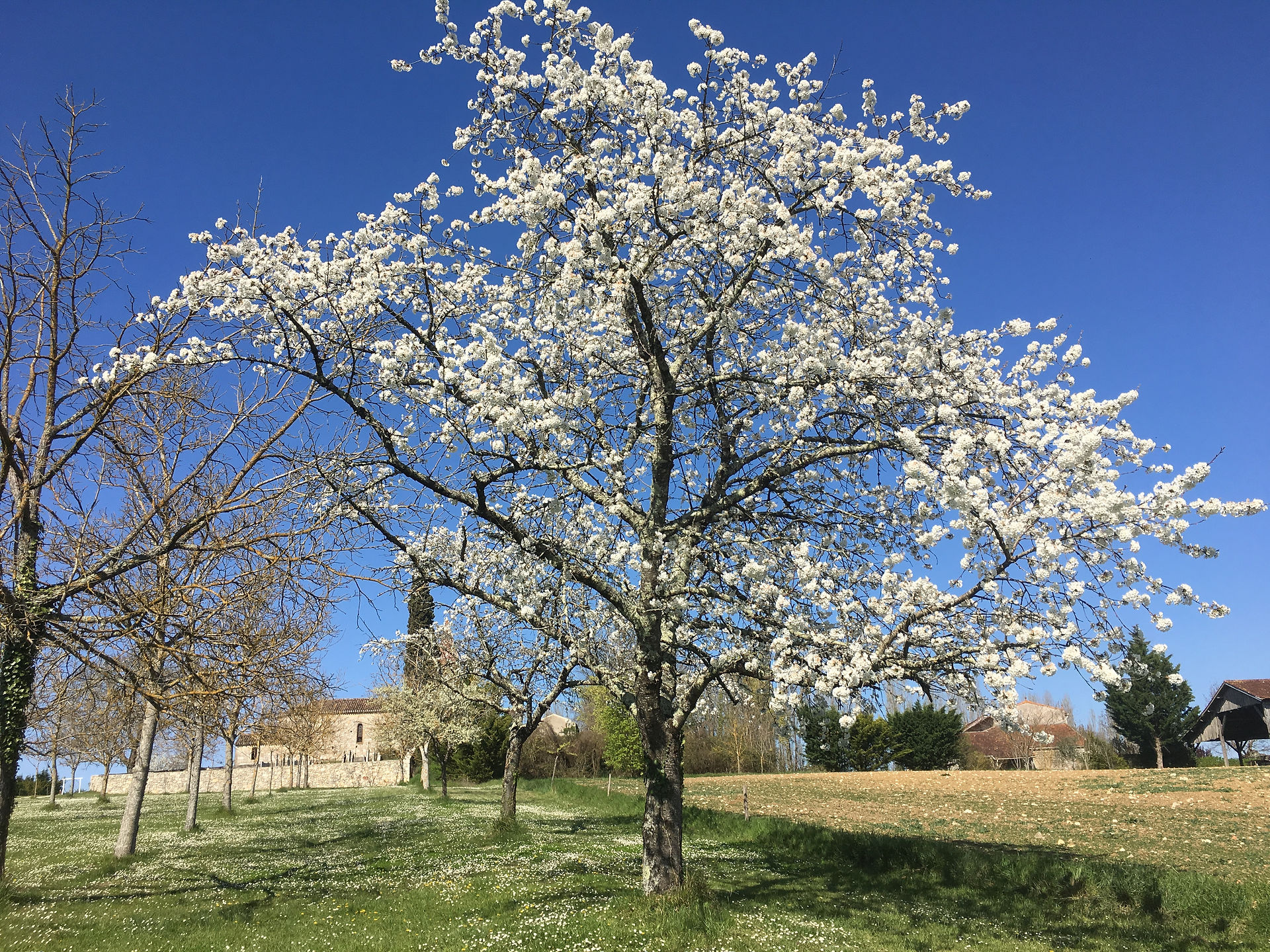 cherry tree blossom
