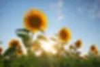 Field of sunflowers.