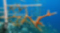 coral-reef-renewal.jpg