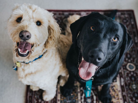 How to Choose the Right Dog Breed for Your Lifestyle: A New Owner’s Guide