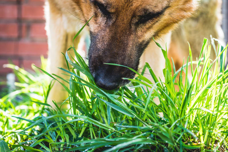 Why Do Dogs Eat Grass? What You Should Know This Spring - Dogs Eating Grass In Small Doses