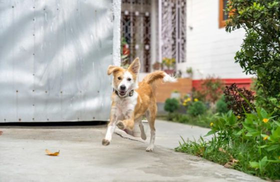 A brown and white dog runs joyfully on a concrete path in a garden, with green bushes and a white building in the background.
