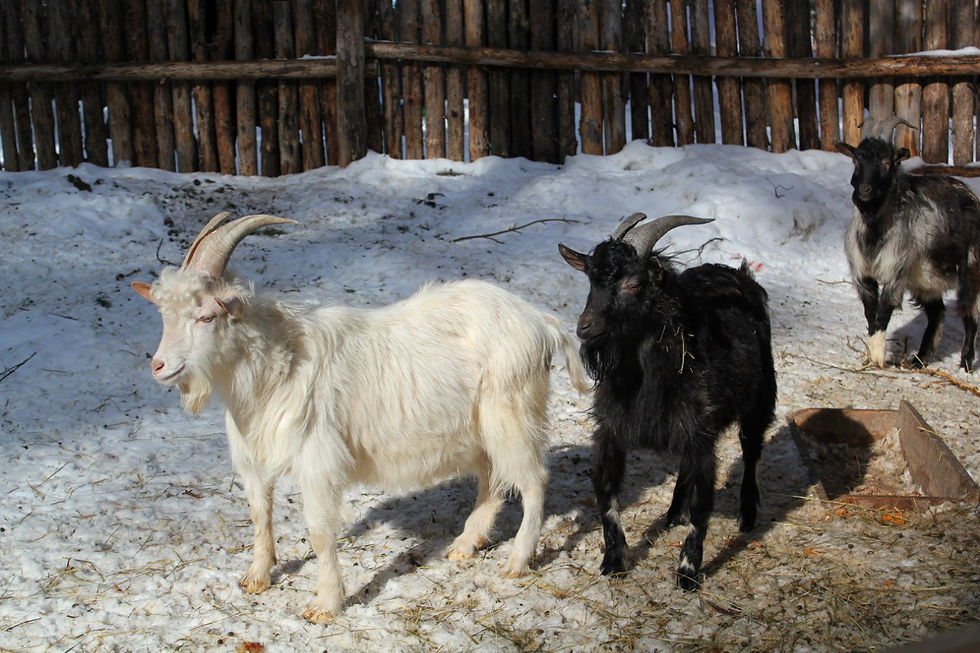 козы "Альпийские"