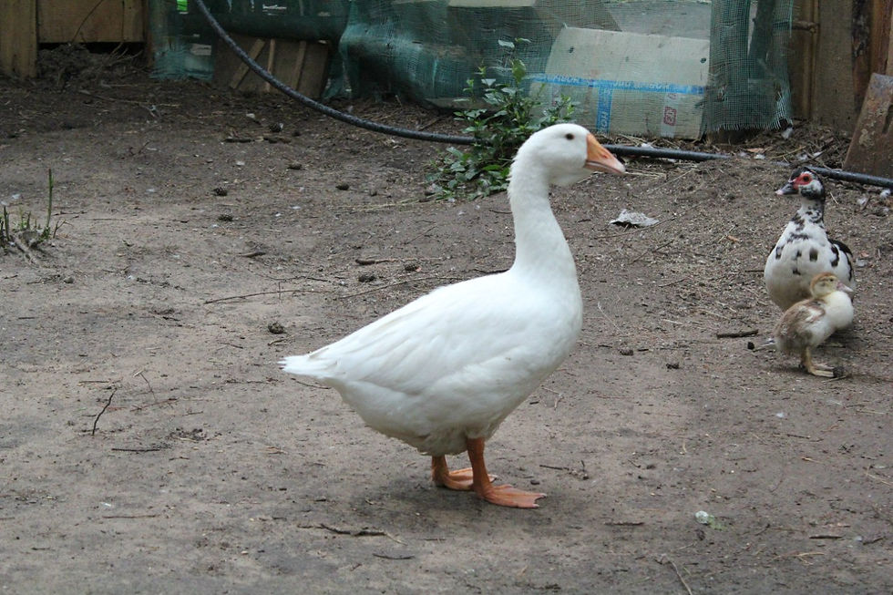 Гусыня